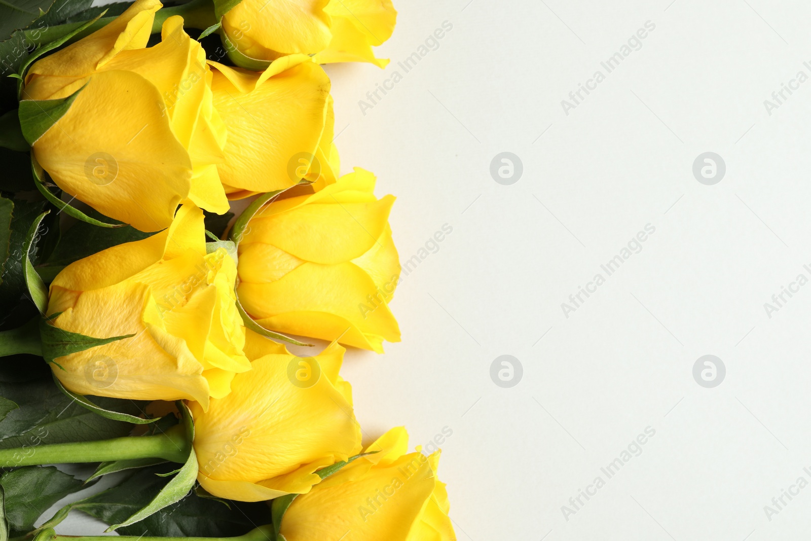 Photo of Beautiful yellow roses on light grey background, flat lay. Space for text