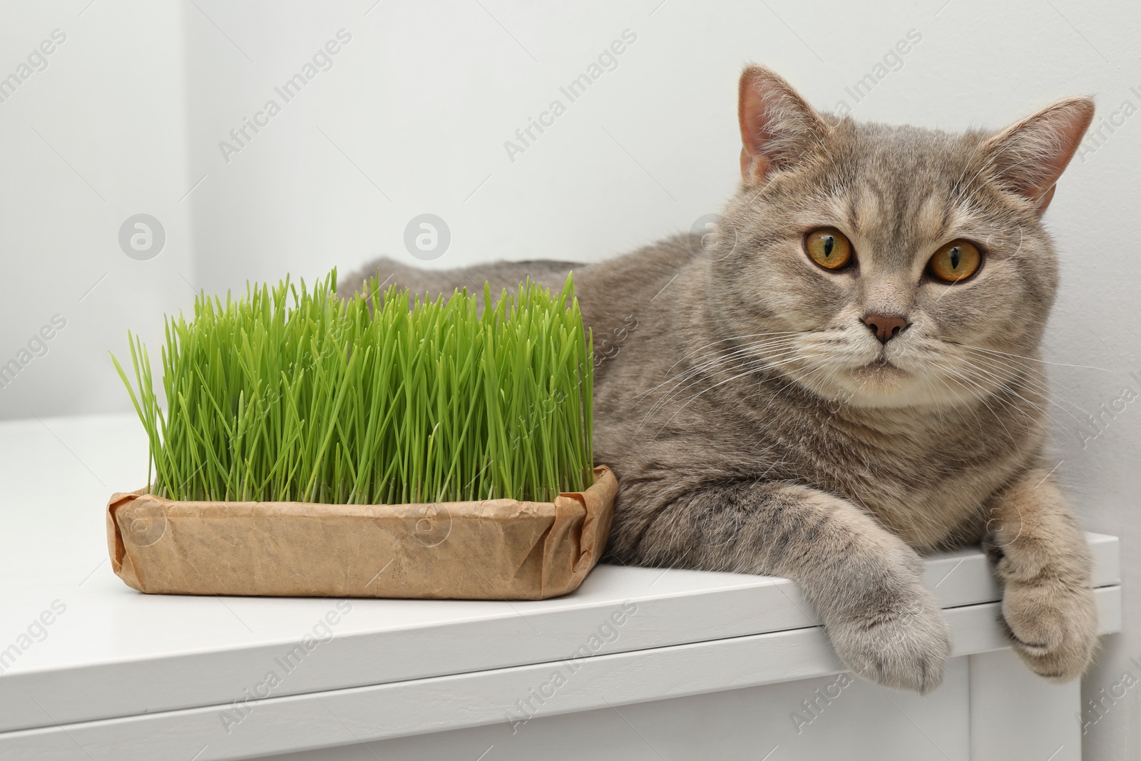 Photo of Cute cat near fresh green grass on white table indoors