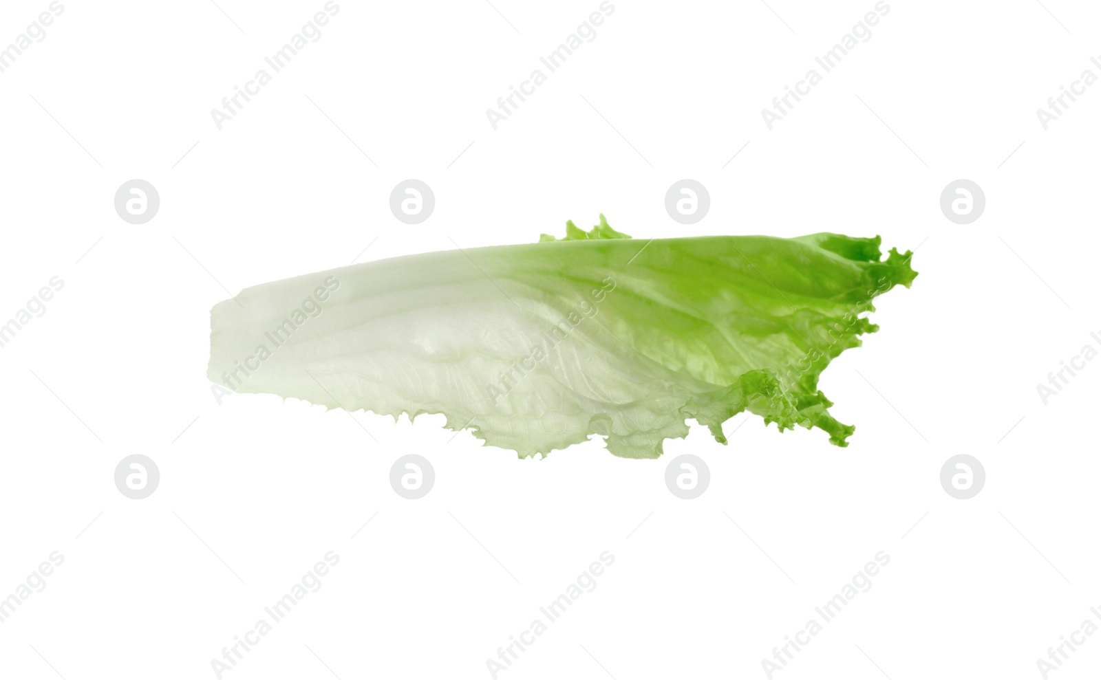 Photo of One green lettuce leaf isolated on white. Salad greens