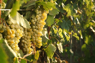 Photo of Bunches of grapes growing in vineyard on sunny day. Wine production