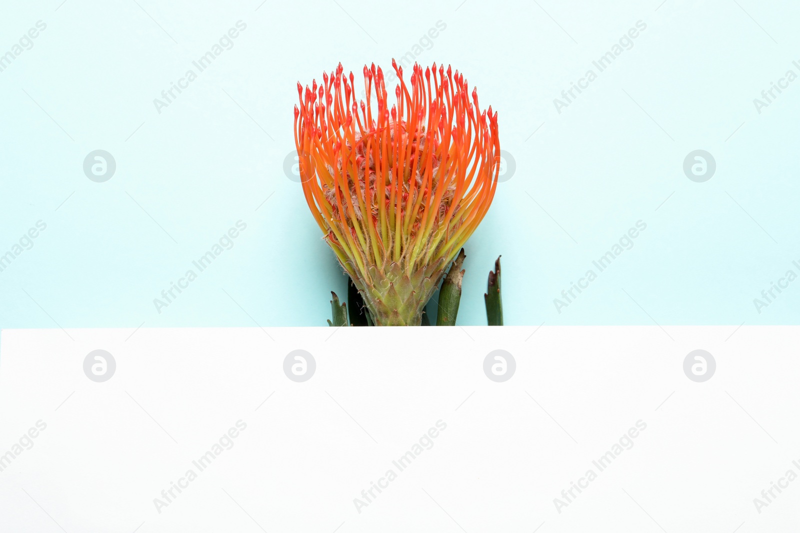 Photo of Creative composition with tropical flower and card on color background, top view