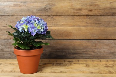 Photo of Beautiful blooming hydrangea flower in pot on wooden table, space for text