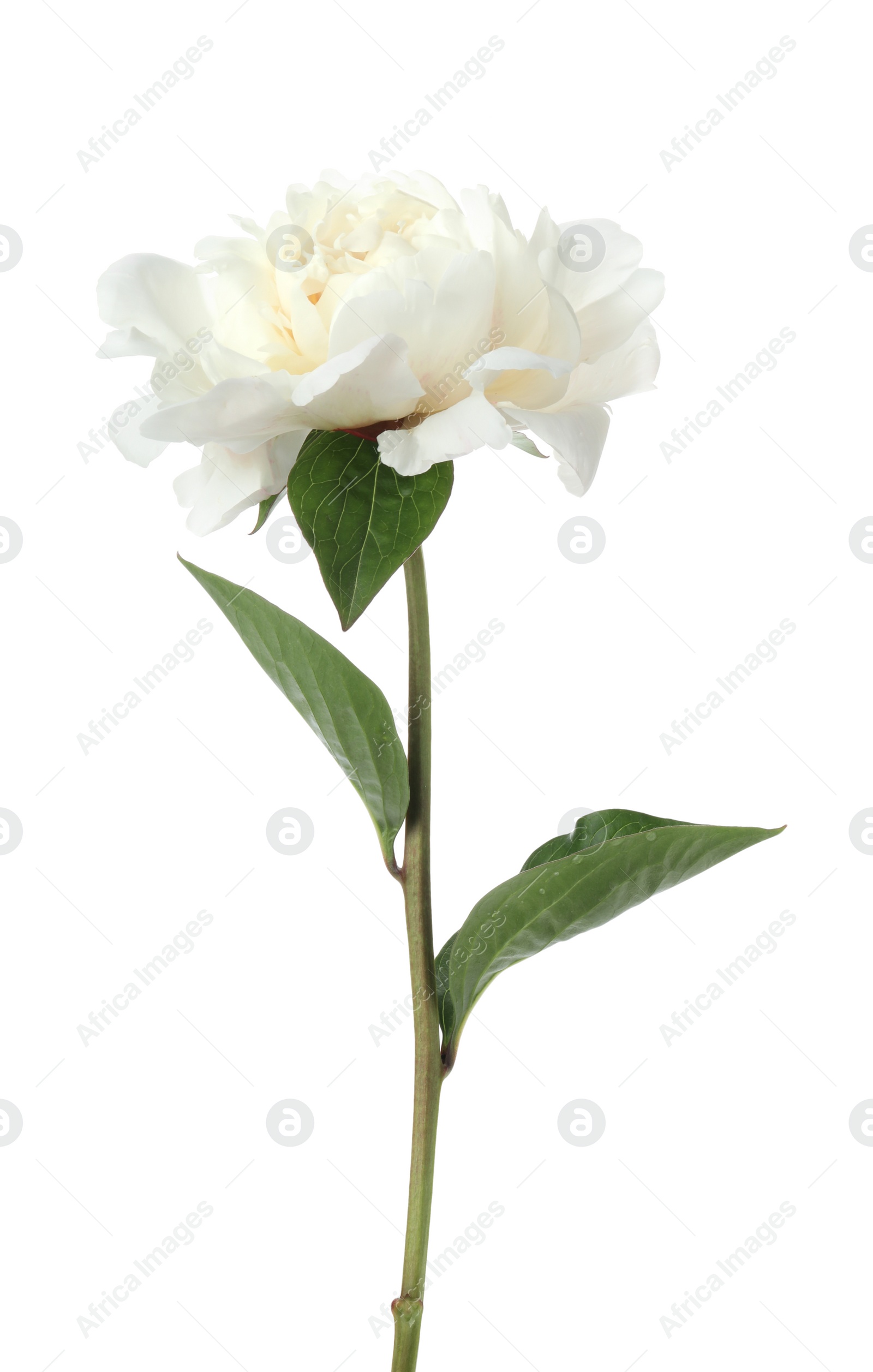 Photo of Beautiful fragrant peony flower isolated on white