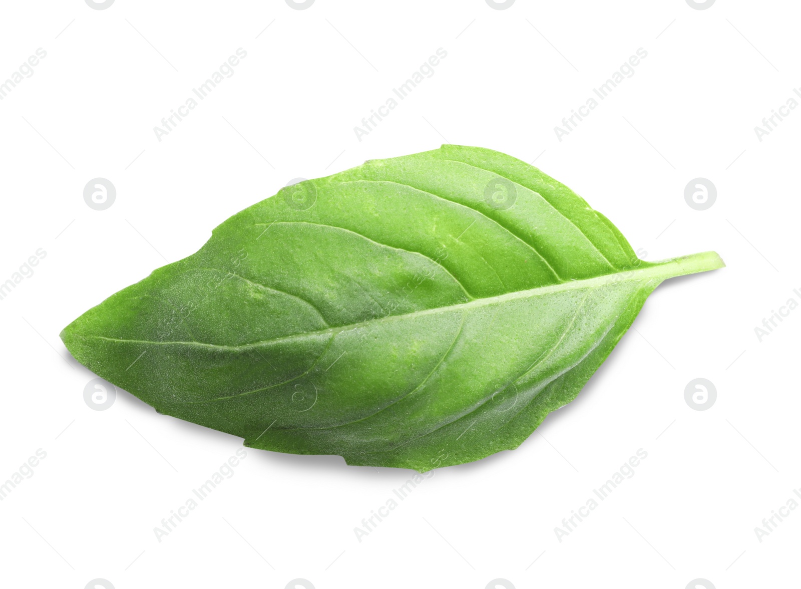 Photo of Aromatic green basil leaf isolated on white. Fresh herb