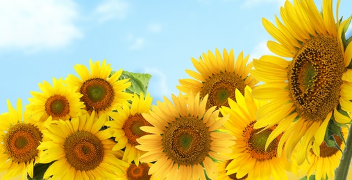 Image of Many bright sunflowers and sky on background. Banner design 