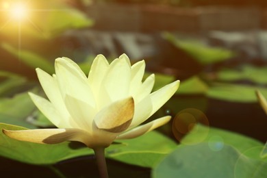 Image of Closeup view of beautiful lotus, symbolic flower in Buddhism. Indian religion 