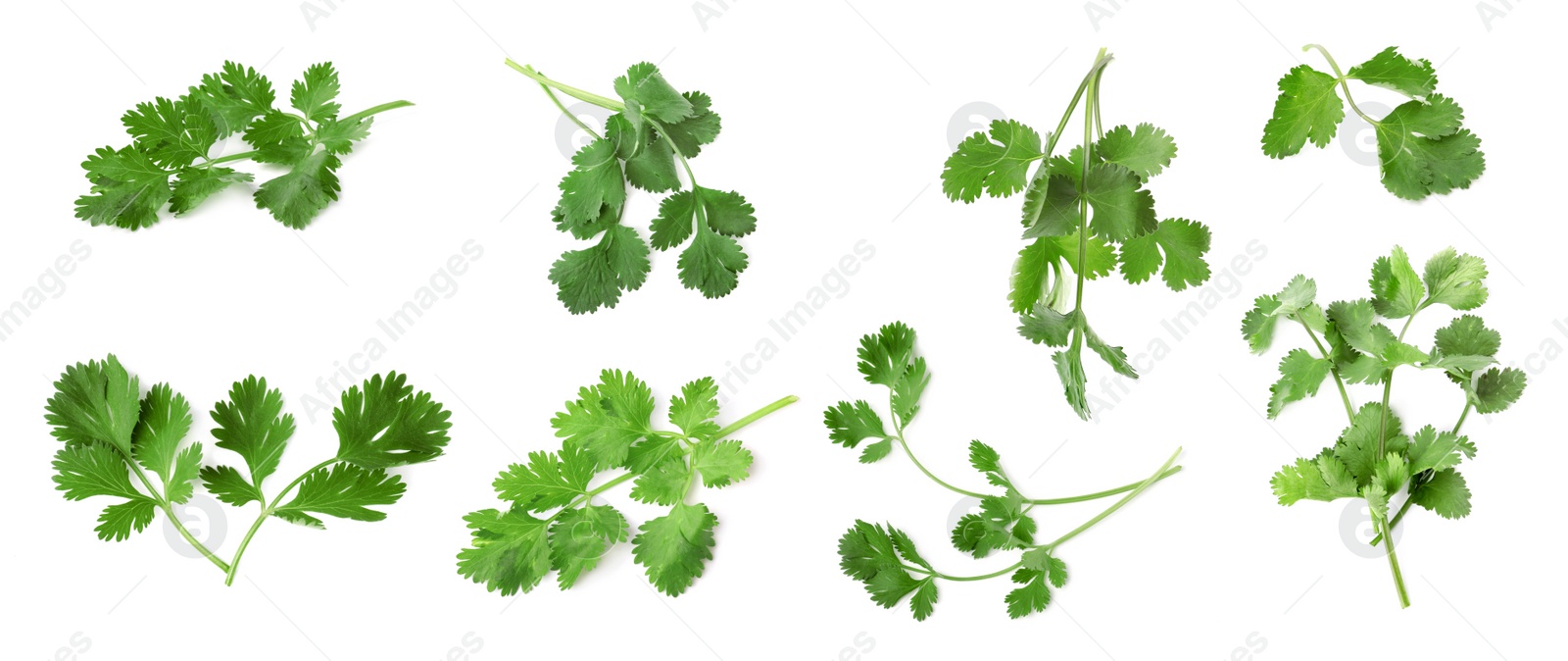 Image of Set with many fresh cilantro leaves on white background