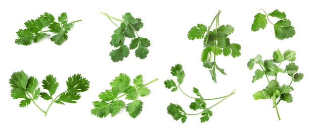 Image of Set with many fresh cilantro leaves on white background