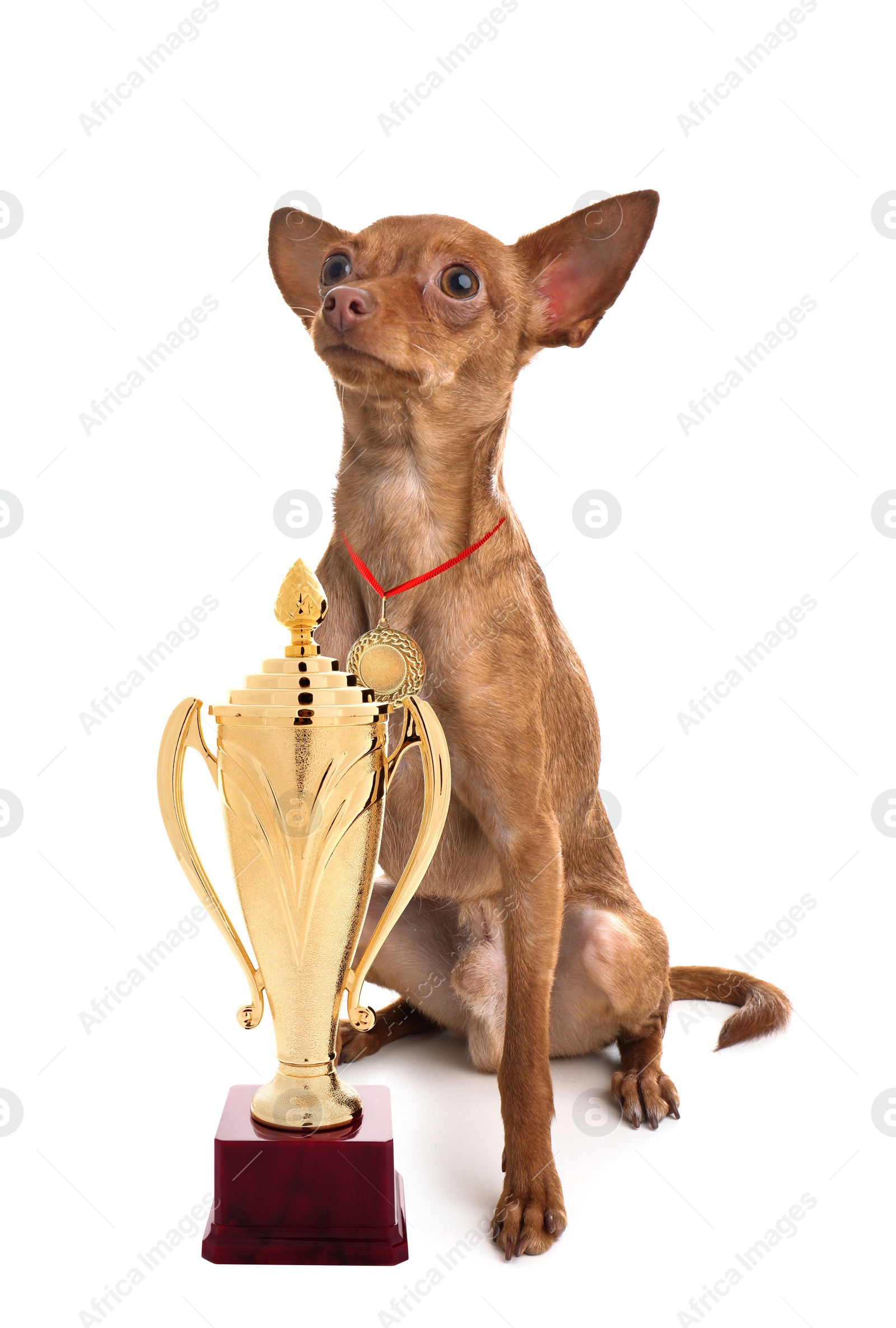 Image of Cute toy terrier with gold medal and trophy cup on white background