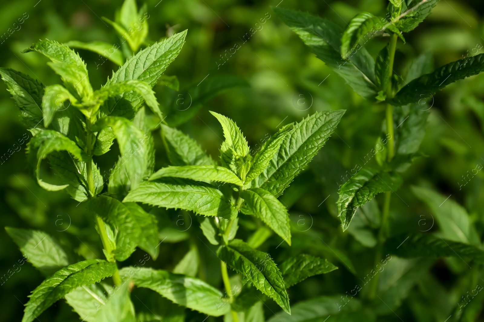 Photo of Beautiful mint with lush green leaves growing outdoors, closeup