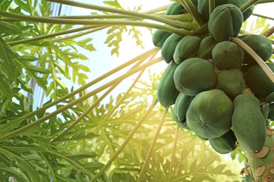 Photo of Unripe papaya fruits growing on tree outdoors, space for text