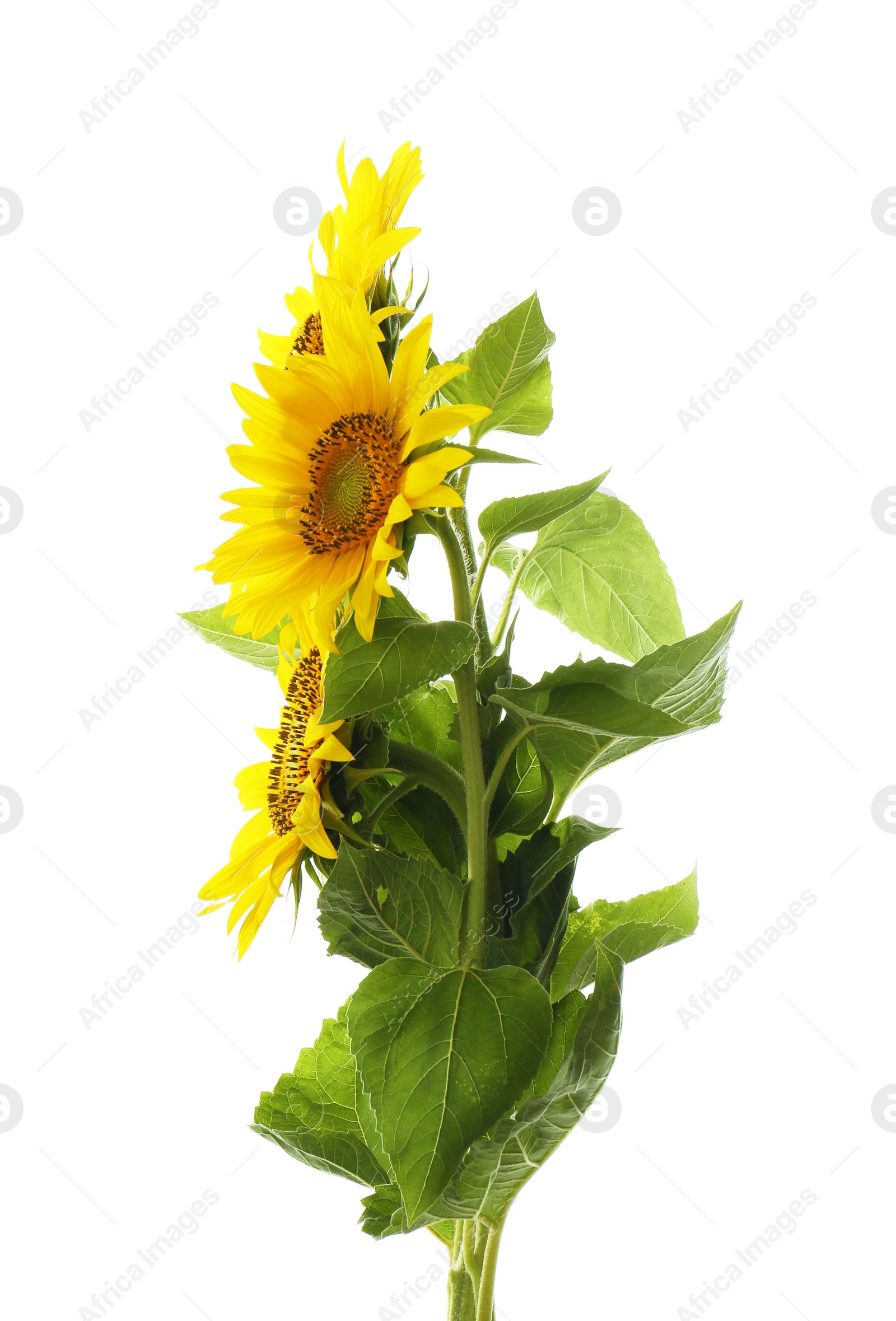 Photo of Beautiful bright blooming sunflowers on white background