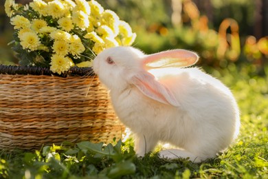 Cute white rabbit near wicker basket with flowers on grass outdoors