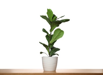 Photo of Fiddle Fig or Ficus Lyrata plant with green leaves in pot on table against white background