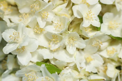 Photo of Beautiful jasmine flowers as background, top view