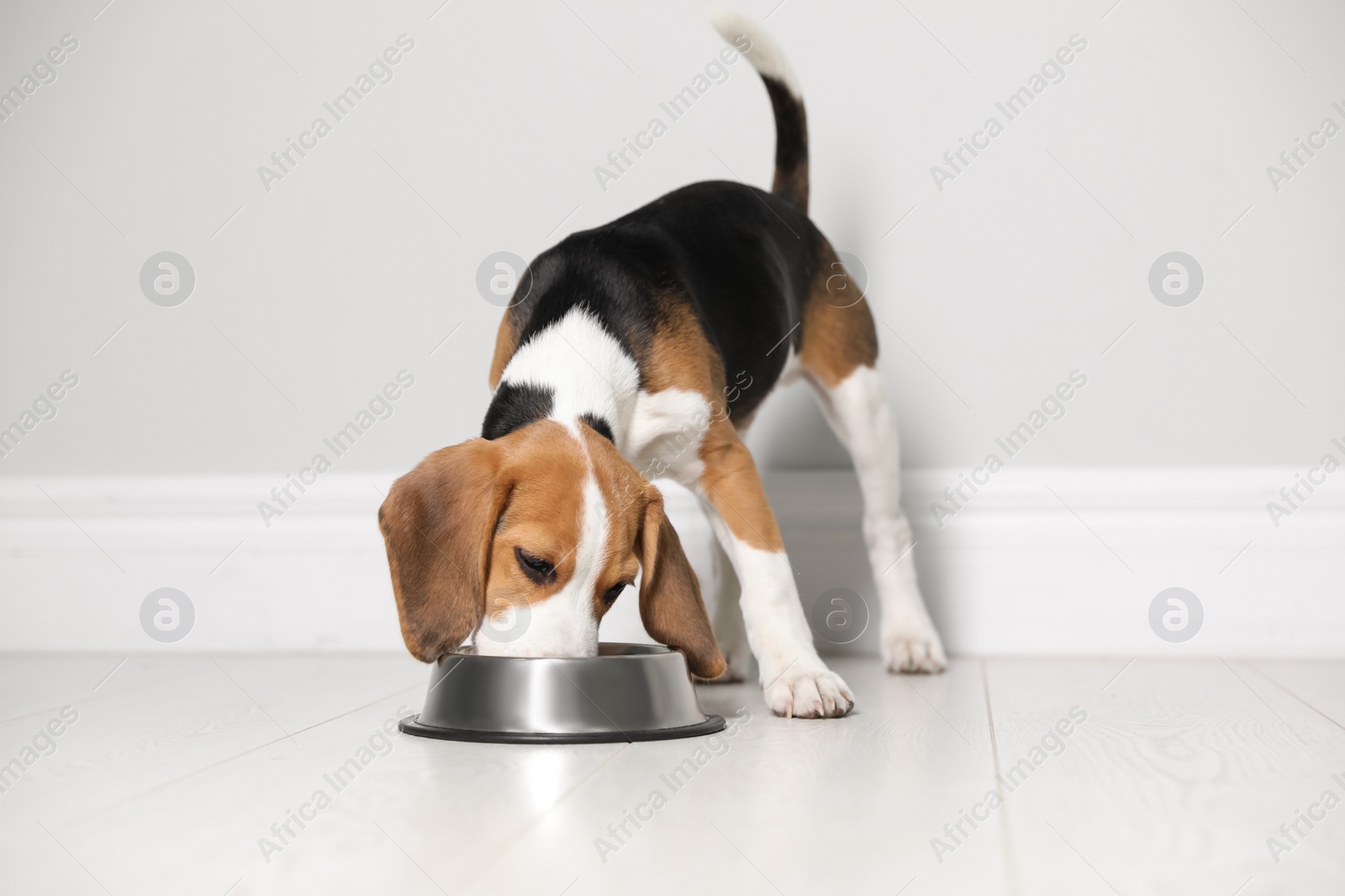 Photo of Cute Beagle puppy eating near light wall indoors. Adorable pet