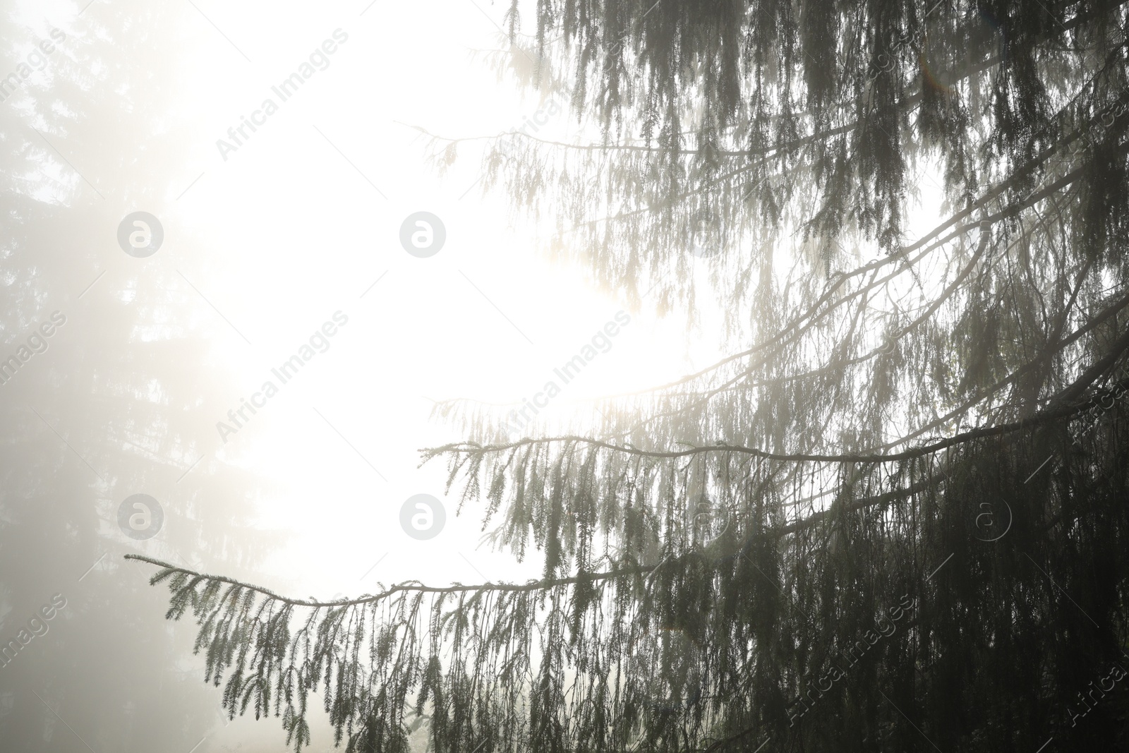 Photo of Beautiful coniferous tree in forest on foggy day