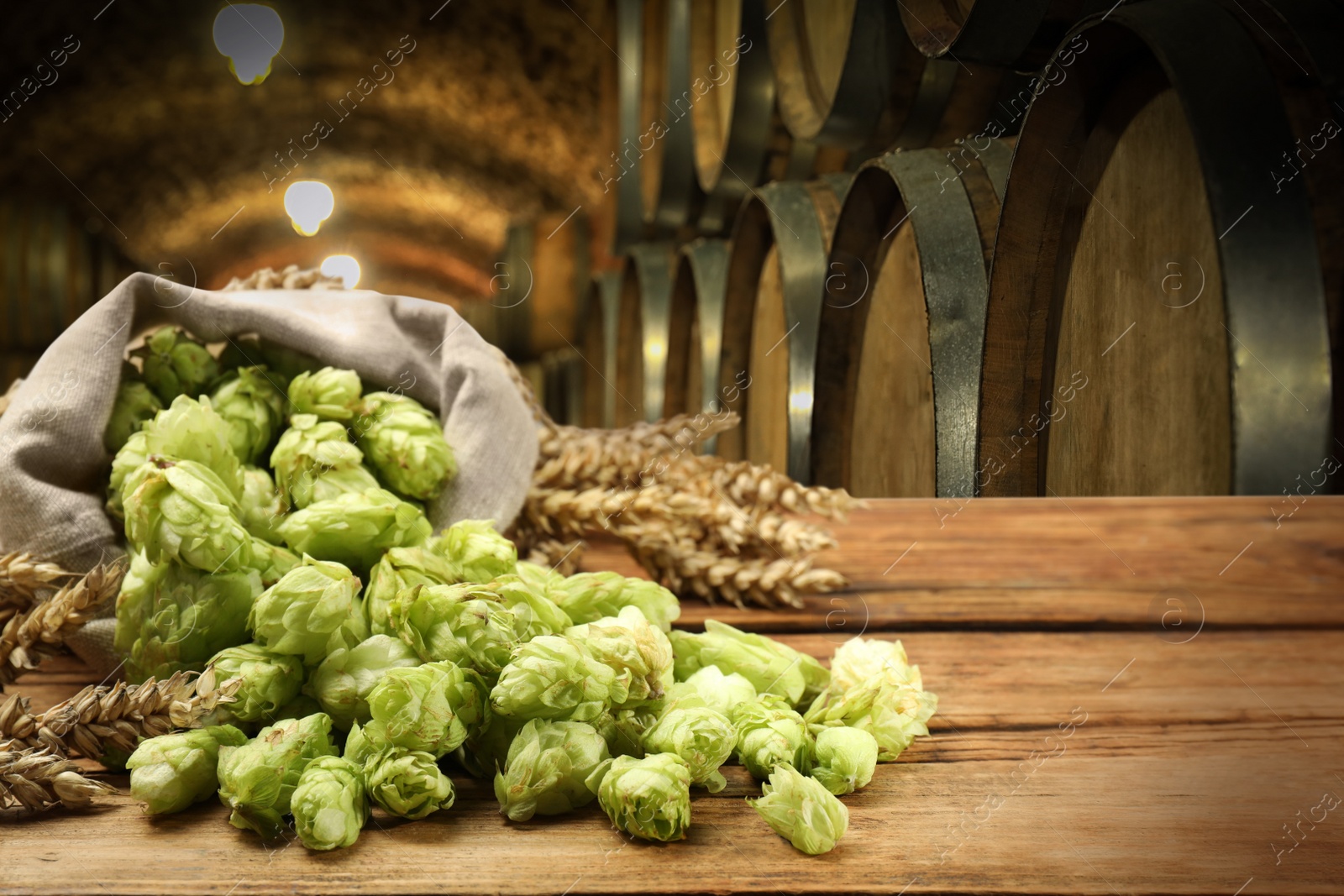 Image of Fresh hops and wheat spikes on wooden table in beer cellar, space for text