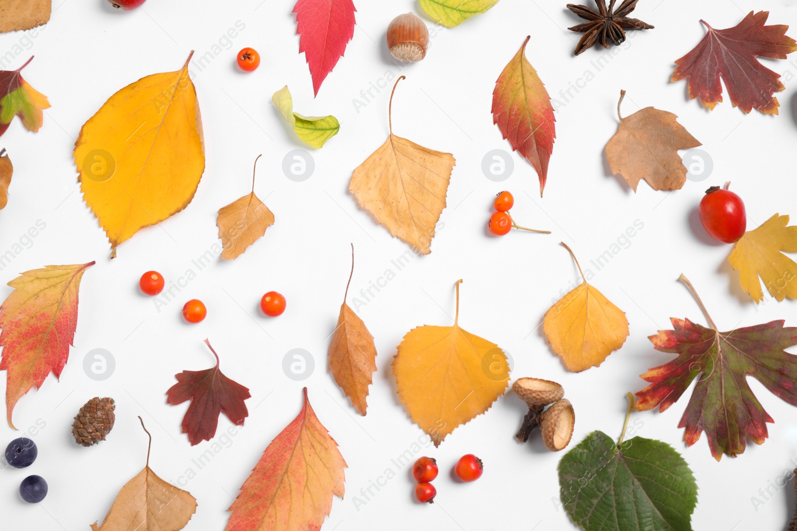 Photo of Beautiful composition with autumn leaves on white background, flat lay