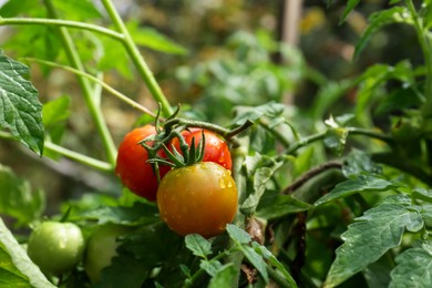 Photo of Closeup view of ripening tomatoes in garden