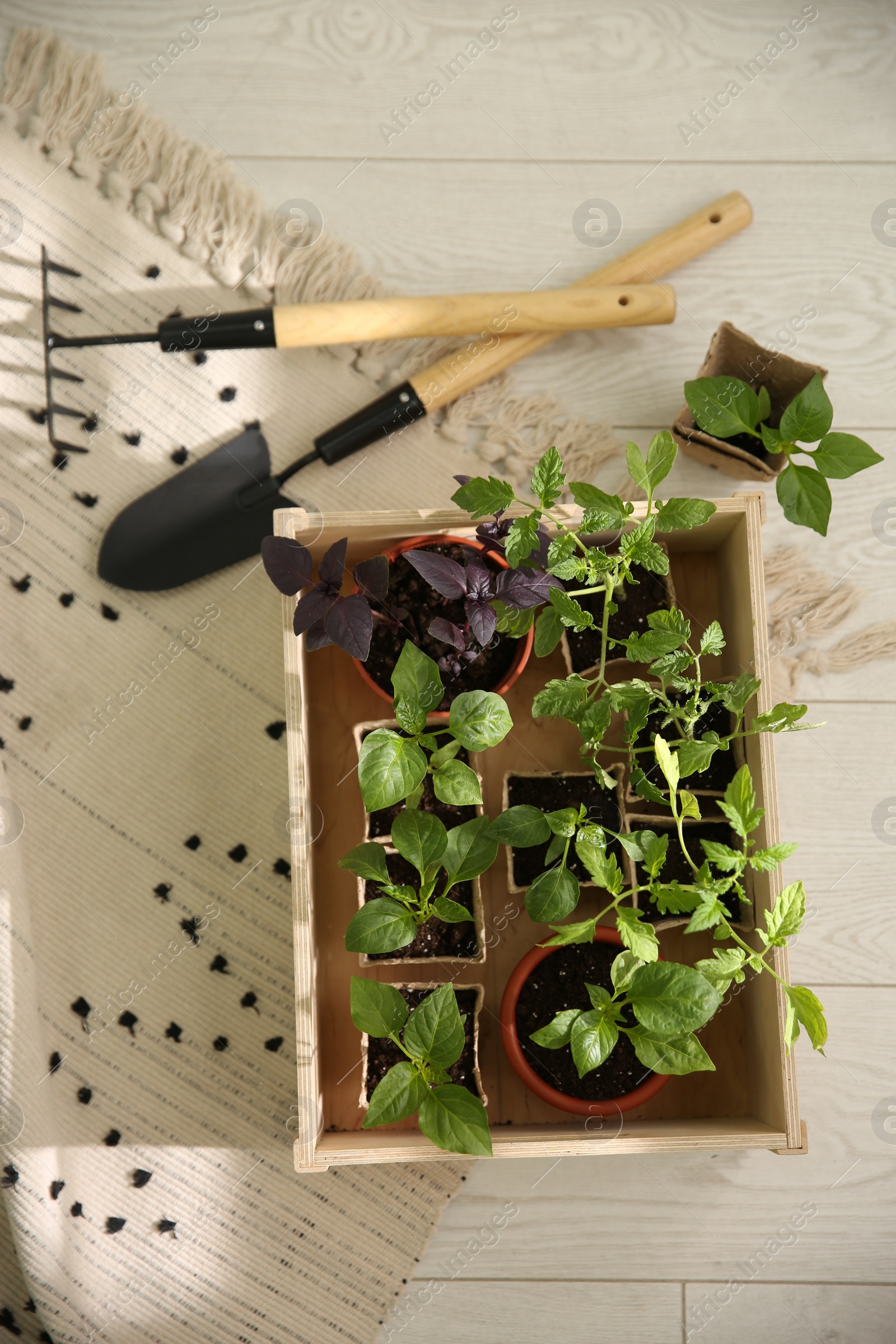 Photo of Gardening tools and wooden crate with young seedlings on floor, flat lay