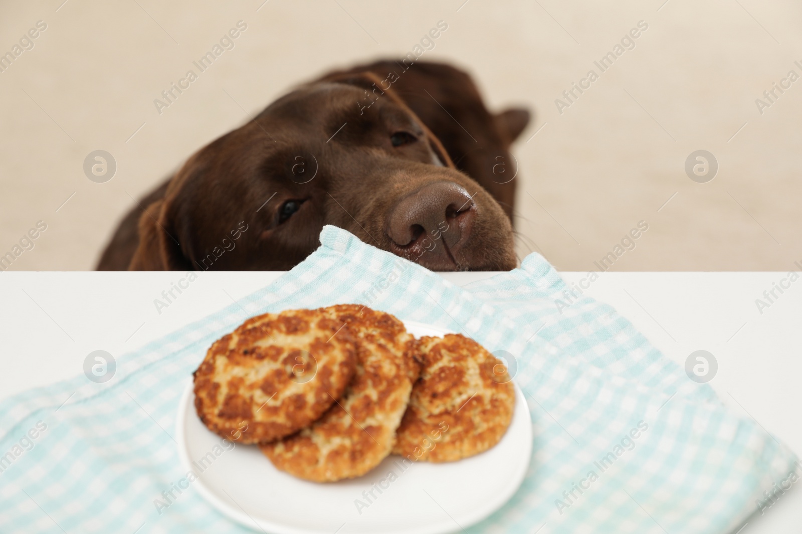 Photo of Chocolate labrador retriever at table with plate of cookies indoors