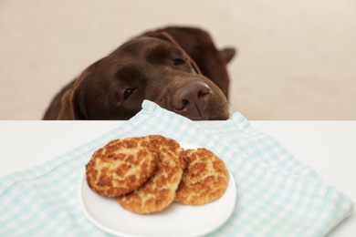 Photo of Chocolate labrador retriever at table with plate of cookies indoors