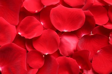Photo of Fresh red rose petals as background, closeup