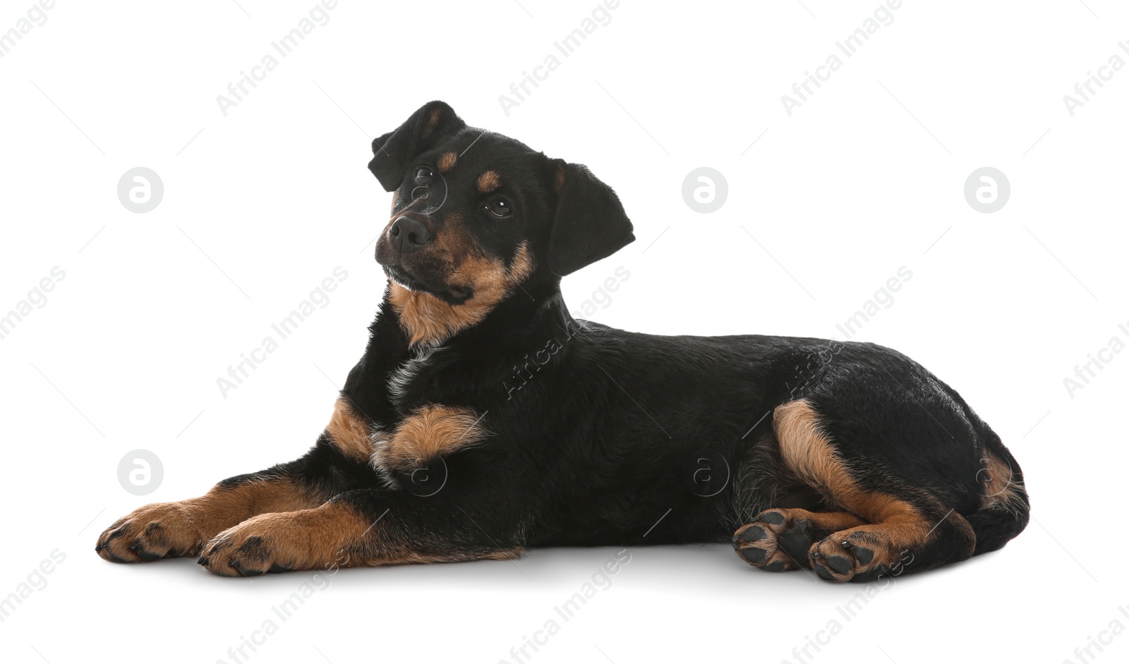 Photo of Cute little puppy lying on white background