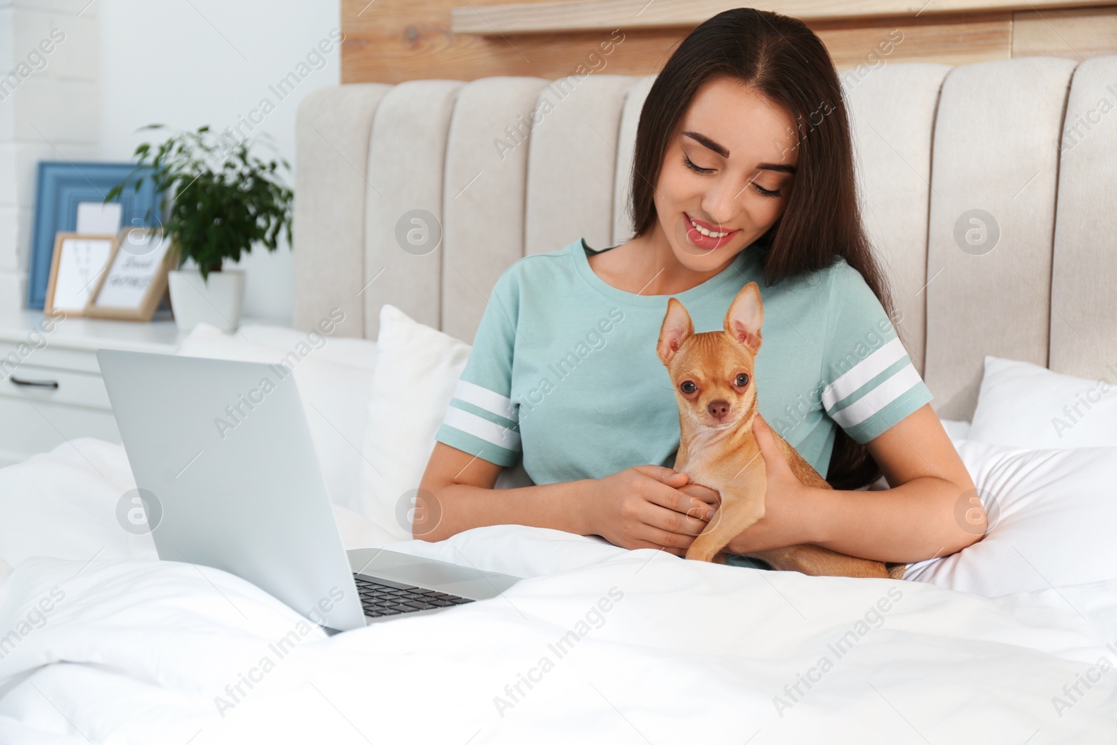 Photo of Young woman with chihuahua and laptop in bed. Home office concept