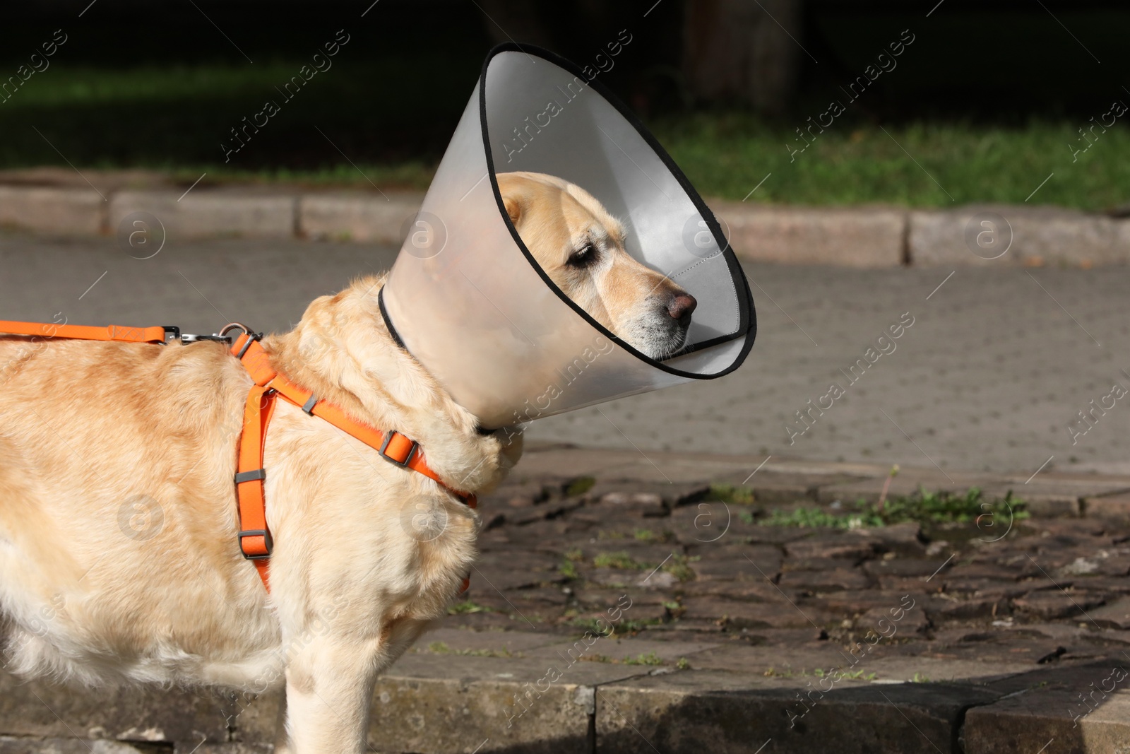Photo of Adorable Labrador Retriever dog wearing Elizabethan collar outdoors, space for text