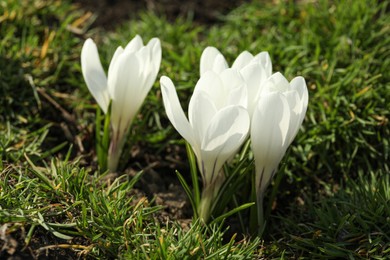 Photo of Beautiful white crocus flowers growing in garden