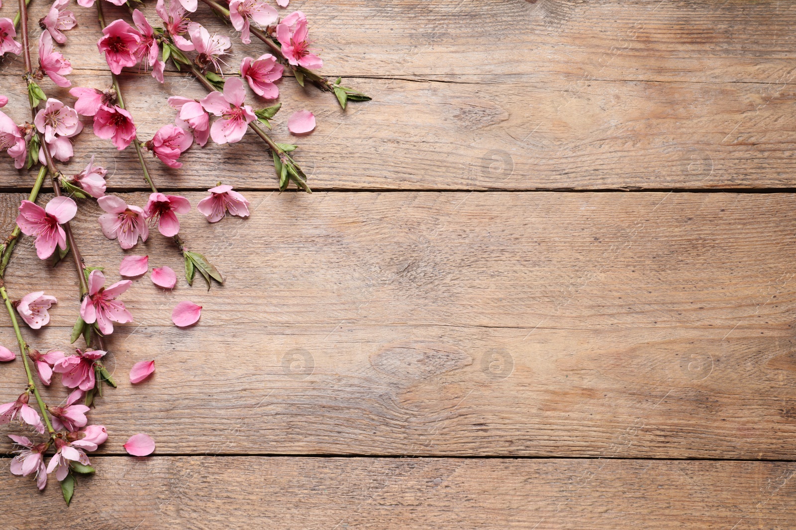 Photo of Beautiful sakura tree blossoms on wooden background, flat lay. Space for text