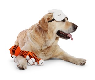 Photo of Cute Labrador Retriever with sleep mask and crocheted tiger resting on white background