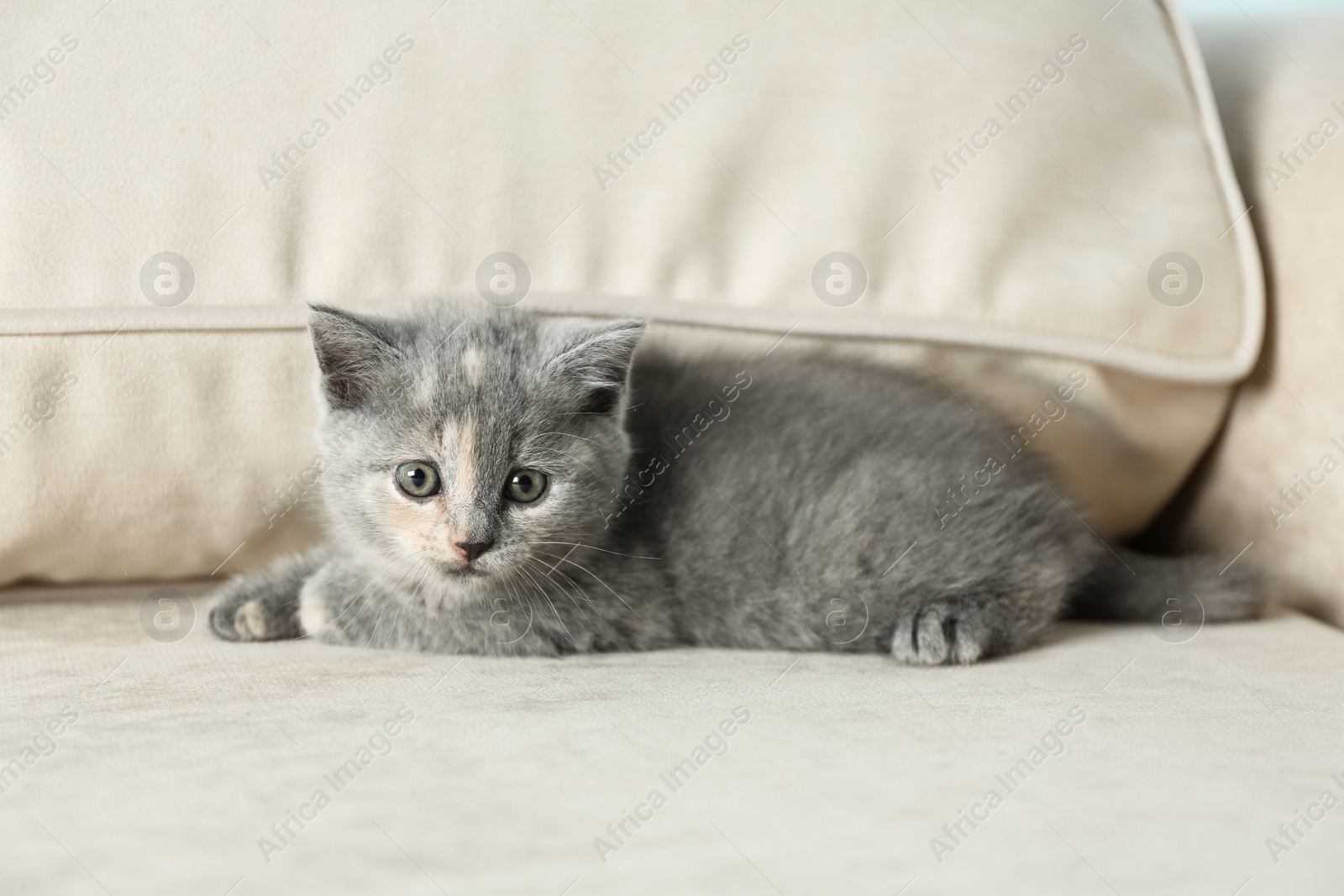 Photo of Cute British Shorthair kitten on beige sofa. Baby animal