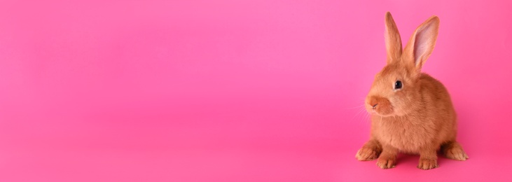 Photo of Cute bunny on pink background, space for text. Easter symbol