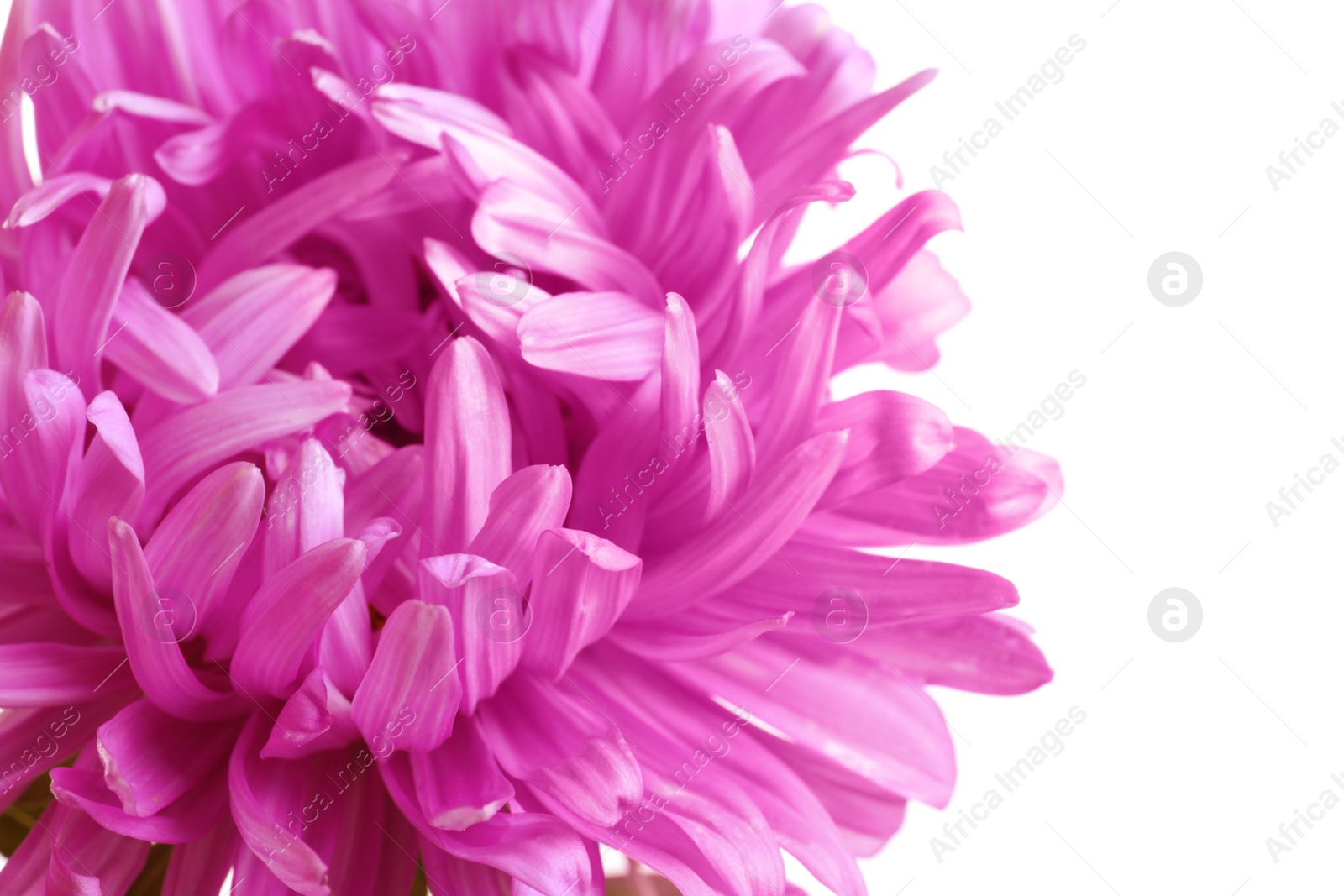 Photo of Beautiful aster flower on white background, closeup