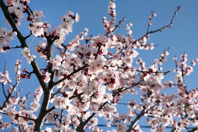 Closeup view of blossoming apricot tree on sunny day outdoors. Springtime