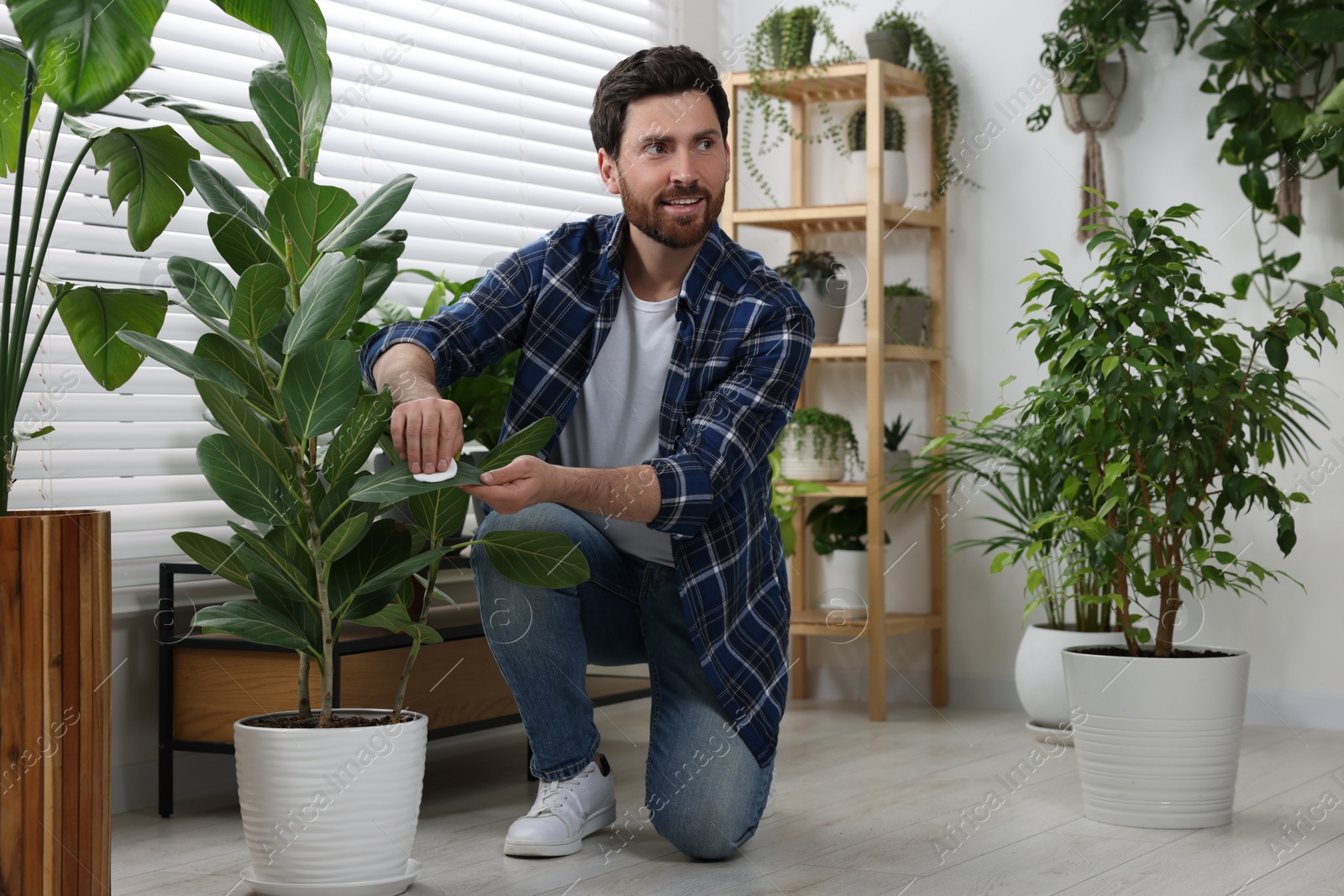 Photo of Man wiping leaves of beautiful potted houseplants indoors