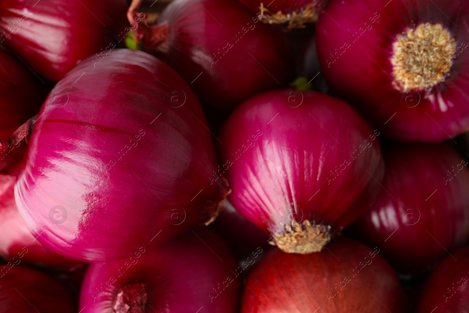 Photo of Many fresh red onions as background, closeup view