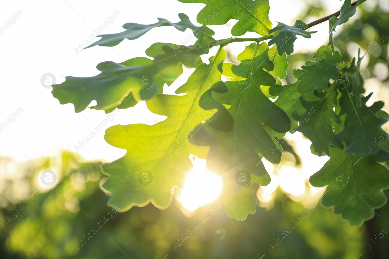 Photo of Closeup view of oak tree with young fresh green leaves outdoors on spring day