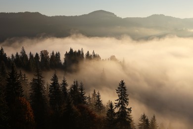 Photo of Picturesque view of mountain landscape with forest and thick fog