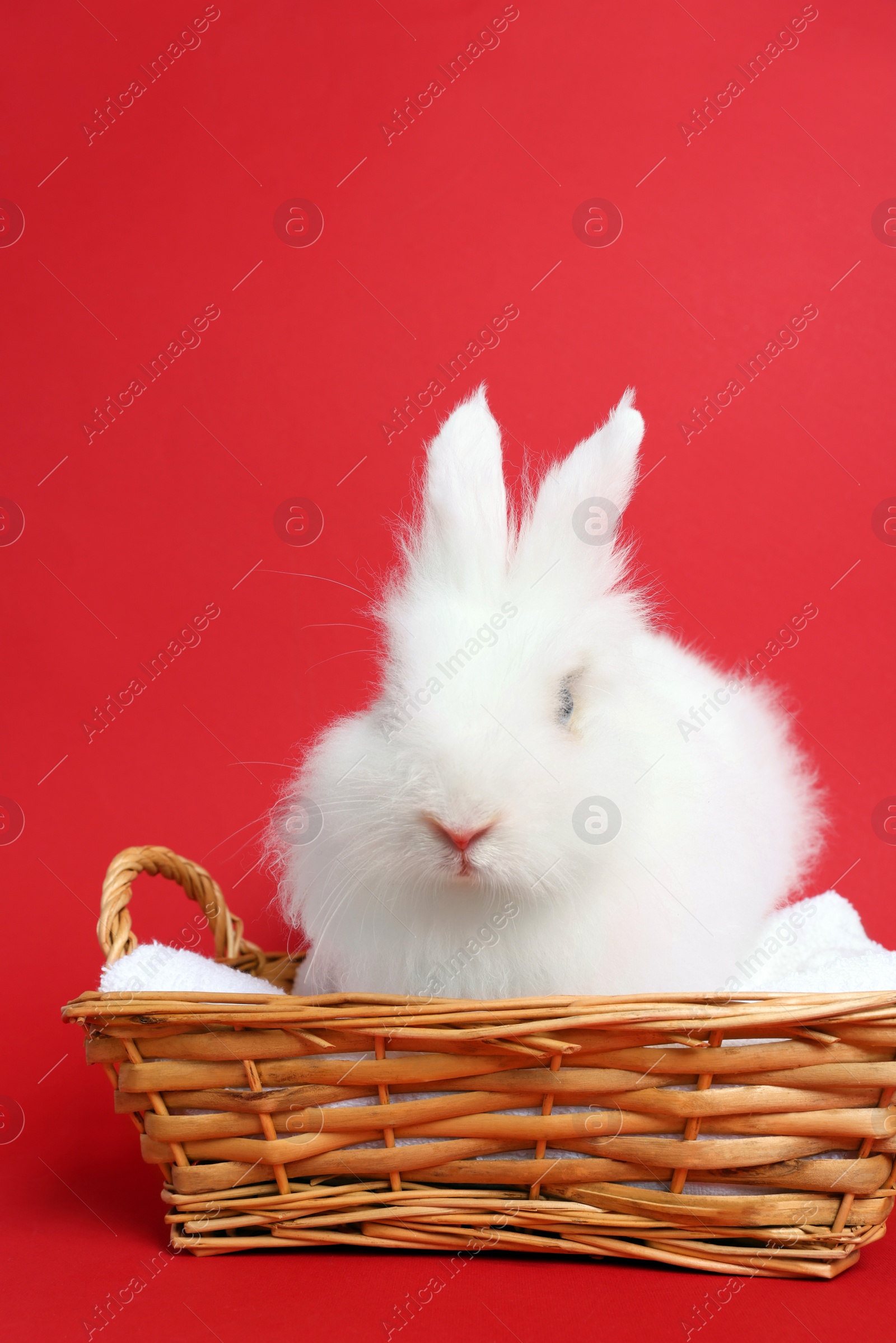 Photo of Fluffy white rabbit in wicker basket on red background. Cute pet