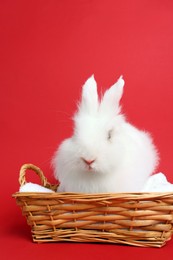 Fluffy white rabbit in wicker basket on red background. Cute pet