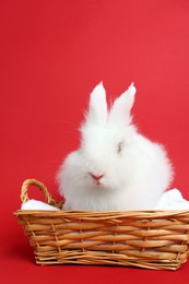 Photo of Fluffy white rabbit in wicker basket on red background. Cute pet