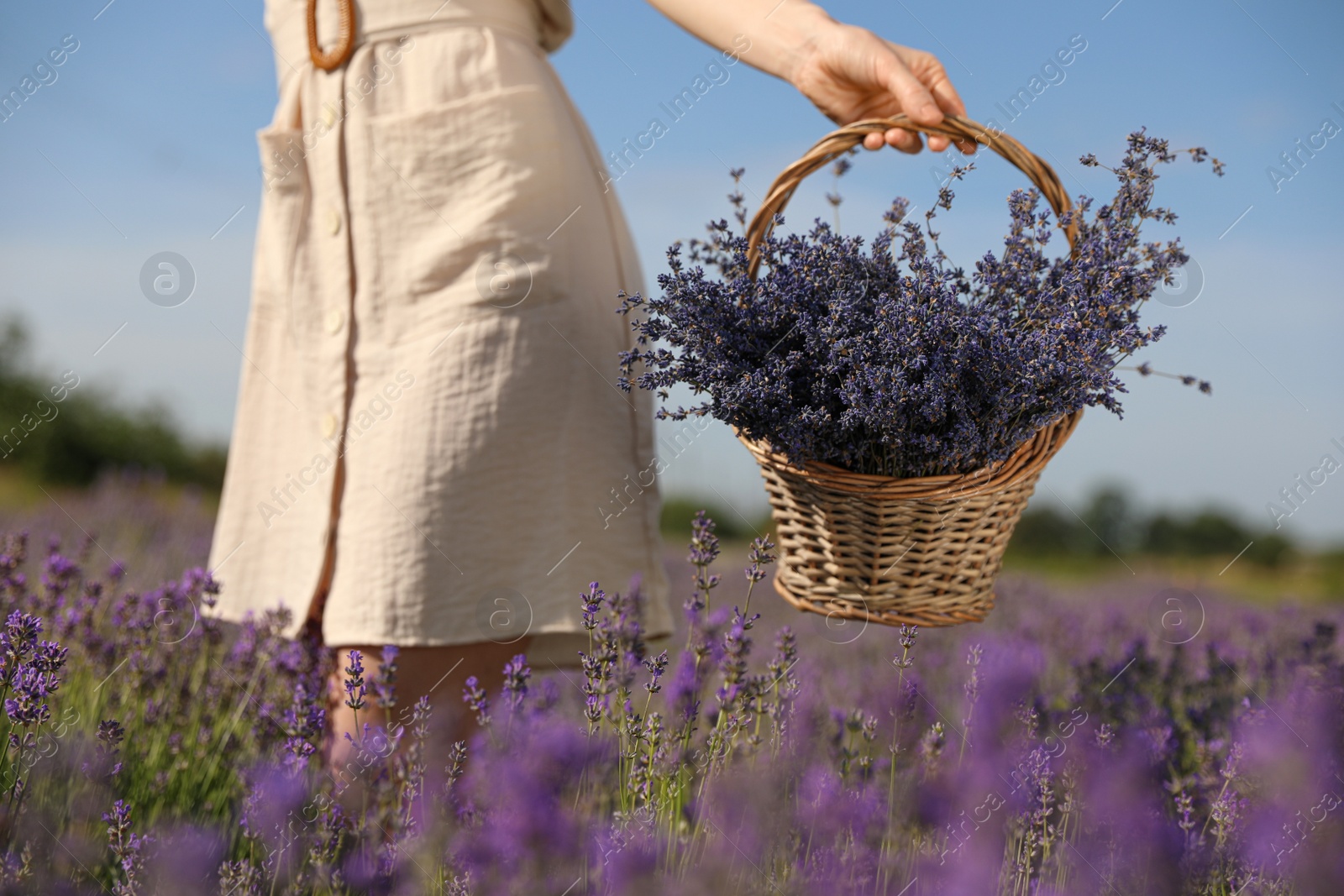 Photo of Young woman with wicker basket full of lavender flowers in field, closeup