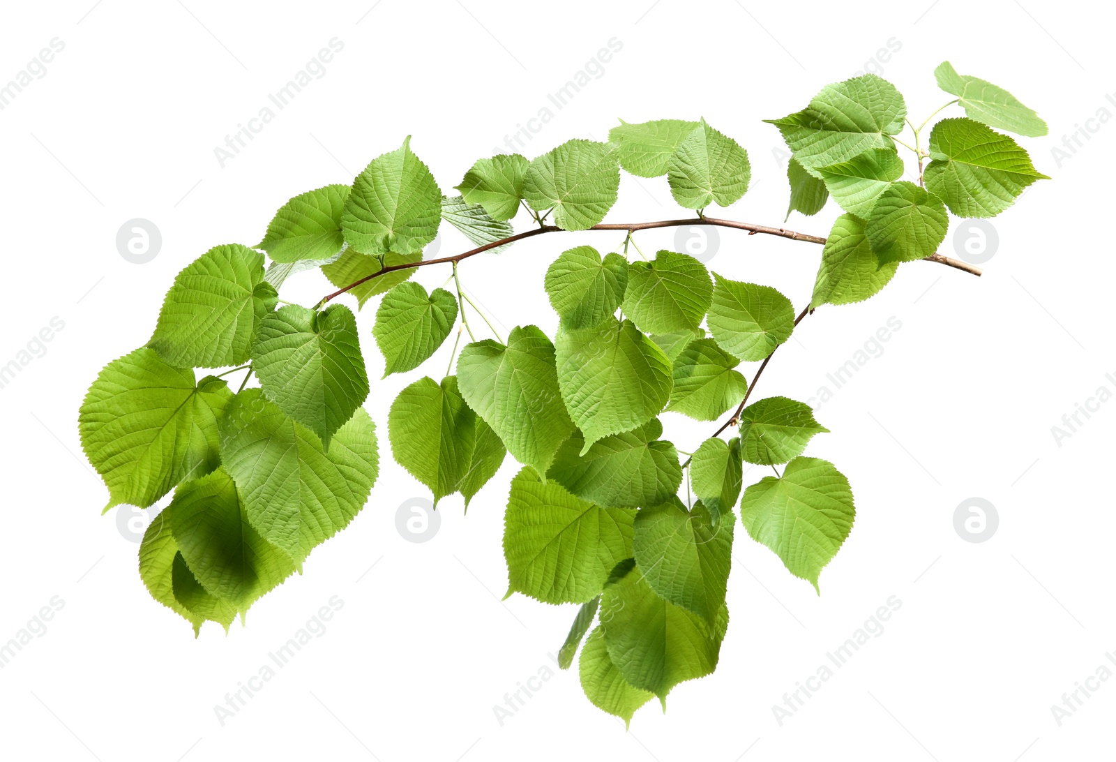 Photo of Branch of linden tree with young fresh green leaves isolated on white. Spring season