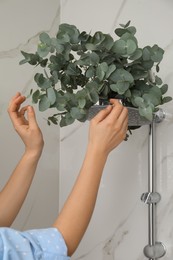 Photo of Woman hanging branches with green eucalyptus leaves on shower, closeup