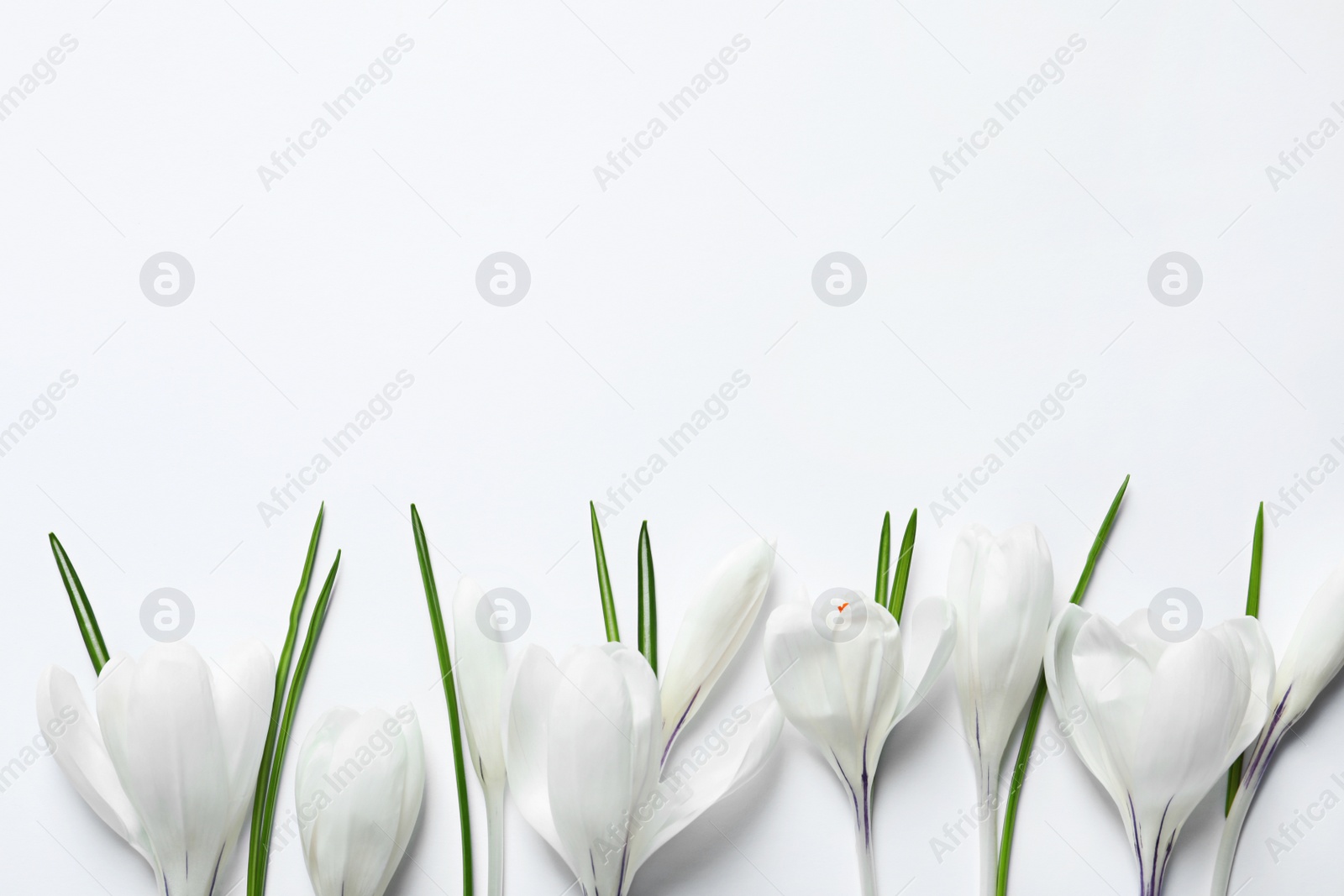 Photo of Flat lay composition with spring crocus flowers on light background, space for text