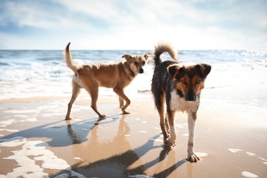 Photo of Stray dogs on sandy beach near sea